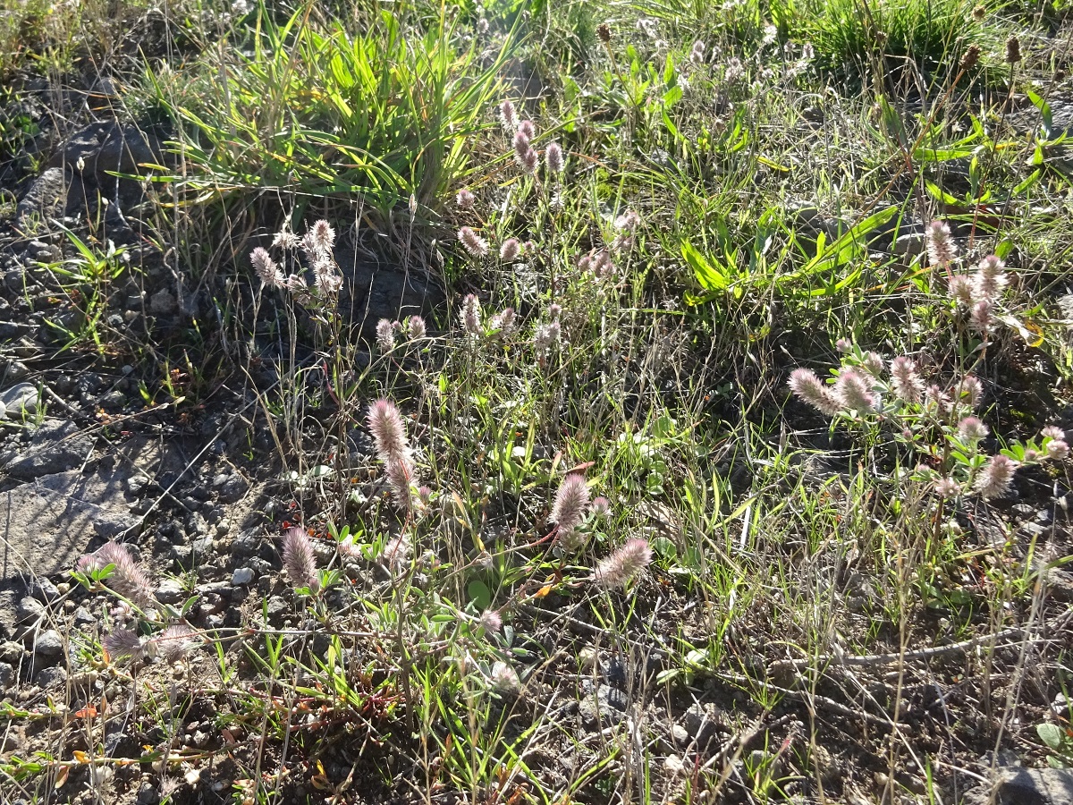Trifolium arvense var. arvense (Fabaceae)